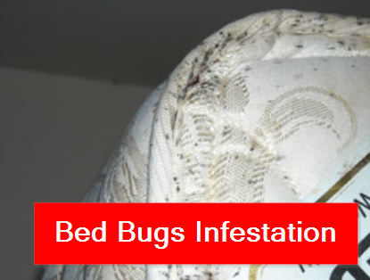 Bed Bugs Edmonton Picture