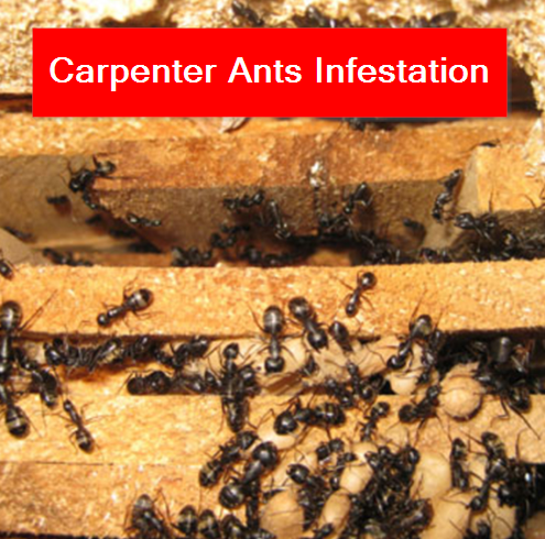 Carpenter Ant Edmonton