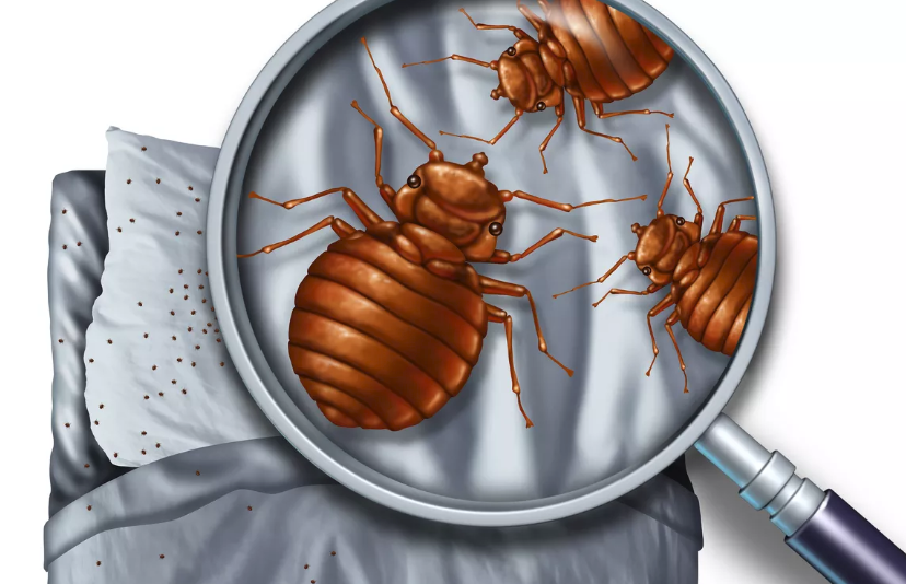 Reasons for hiring professionals for Edmonton bed bug removal